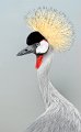 400 - crested crane - KILLEN ROY Roy - australia